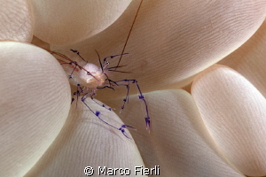 Bubble Coral Shrimp, brainy by Marco Fierli 